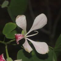 Bauhinia monandra Kurz